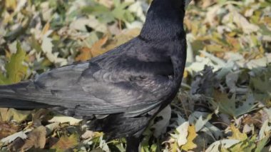 Karga yeşil çimlerde hoplayıp yiyecek arıyor. Orta boy, yavaş çekim seçici odak noktası.. 