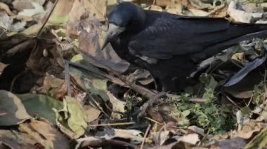 Güzel kuşun, karganın ya da Corvus monedula 'nın inanılmaz yavaş çekimleri. Lezzetli bir şeyi gagalıyor. Tam HD 'lik muhteşem bir doğal manzara görüntüsü. Harika tasarım için güzel kokulu klip