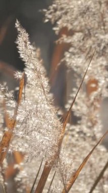 Sazlıklar Rüzgarda ve Güneş ışınlarında sallanıyor. Vahşi otlar doğada savruluyor. Çayırda Reed Kuğularda. Çimenler doğada sonbahar tarlasında esiyor. Göl kenarındaki otlaya düşüyor.