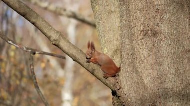 Sincap bir çam ağacının kırık dalında oturur ve bir Alman meşe ağacının yapraklarının yanındaki ayçekirdeğini kemirir. Yüksek kalite 4k görüntü