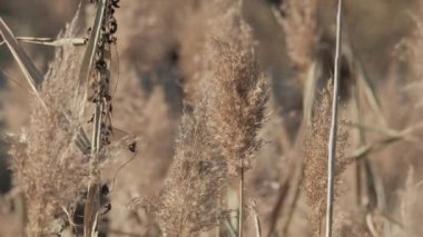 Sazlıklar Rüzgarda ve Güneş ışınlarında sallanıyor. Vahşi otlar doğada savruluyor. Çayırda Reed Kuğularda. Çimenler doğada sonbahar tarlasında esiyor. Göl kenarındaki otlaya düşüyor.