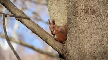 Ağaçta oturan, fındık çiğneyen bir kırmızı sincap. Bir sincabın doğal ortamında atıştırmanın tadını çıkardığı sevimli bir an. Şirin, tüylü bir orman hayvanının yakın çekimi. Yüksek kalite 4k görüntü