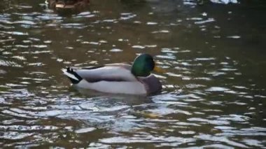 Ördek gölette. Ördek suda yüzüyor. Sudaki kuş. River Mallard ağır çekimde. Kuş yemi araması. Ördekler yiyecek arıyor.. 