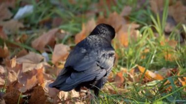 Altın ginkgo yapraklarıyla kaplı yerde yürüyen siyah bir karga. Yüksek kalite 4k görüntü