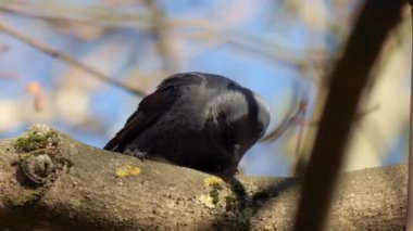 Gri boyunlu siyah bir kuş Avrupalı bir kemirgen yakın planda eski bir kütüğü gagalıyor.. 