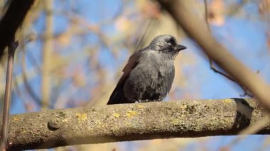 Gri boyunlu siyah bir kuş Avrupalı bir kemirgen yakın planda eski bir kütüğü gagalıyor.. 