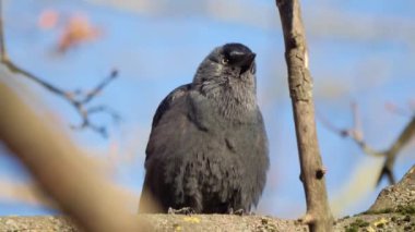 Gri boyunlu siyah bir kuş Avrupalı bir kemirgen yakın planda eski bir kütüğü gagalıyor.. 