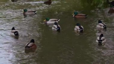 Ördekler, yüzme, gölet, kış, soğuk, kar, vahşi yaşam, su kuşu, kuş, doğa, su, donmuş, buzlu, hayvan, soğuk hava, doğa rezervi, kuş izleme, kar taneleri, sürü, habitat, kış kuşları, vahşi