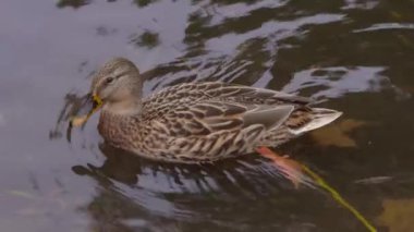 Gölde yüzen ördek ayaklarını kapat. Ağır çekim. Yüksek kalite 4k görüntü