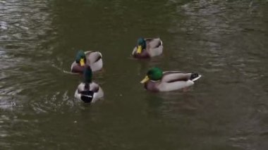 İnsan besleyen vahşi ördekler. Gölette yüzen doğa kuşları suya yansıyor. Beyaz arka plan doğal fenomen. Nehir üzerinde alçak sis sabahın erken saatlerinde gri gökyüzü ördek donmuş gölde yüzüyor.