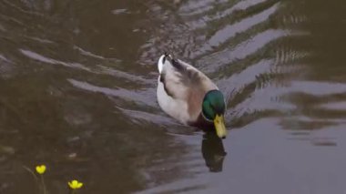 Gölde yüzen ördek ayaklarını kapat. Ağır çekim. Yüksek kalite 4k görüntü