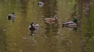 Ördek gölette. Ördek suda yüzüyor. Sudaki kuş. Kuş yemi araması. Ördekler yiyecek arıyor. Yüksek kalite 4K görüntü. Yüksek kalite 4k görüntü