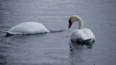 Duck yavaş çekimde arkada yüzerken Beyaz Dilsiz Kuğu Gölette Temizlik Tüyleri. Yüksek kalite 4k görüntü