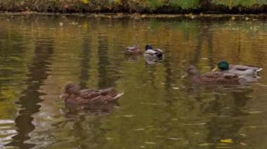 İnsan besleyen vahşi ördekler. Gölette yüzen doğa kuşları suya yansıyor. Beyaz arka plan doğal fenomen. Nehir üzerinde alçak sis sabahın erken saatlerinde gri gökyüzü ördek donmuş gölde yüzüyor.
