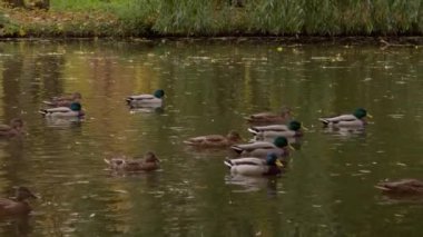 Baharda gölette yüzen vahşi ördekler, bahar mevsiminde güneşli havada gölde yüzen ördekler. Yüksek kalite 4k görüntü