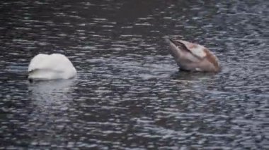 Duck yavaş çekimde arkada yüzerken Beyaz Dilsiz Kuğu Gölette Temizlik Tüyleri. Yüksek kalite 4k görüntü
