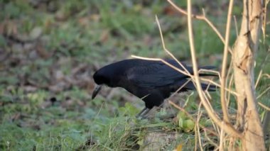 Bir karga yeşil çimenli bir çimenlikte doğranmış ceviz yer. - Evet. Yüksek kalite 4k görüntü