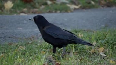 Bir karga yeşil çimenli bir çimenlikte doğranmış ceviz yer. - Evet. Yüksek kalite 4k görüntü