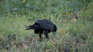 Bir karga ya da Corvus corax gagasıyla çimenlerde yiyecek arar. - Evet. Yüksek kalite 4k görüntü