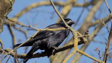 Bir karga ya da Corvus Corax gagasıyla çimenlerde yiyecek arar..