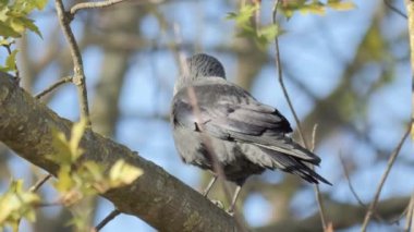 Gri boyunlu siyah bir kuş Avrupalı bir kemirgen yakın planda eski bir kütüğü gagalıyor.. 