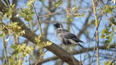 Gri boyunlu siyah bir kuş Avrupalı bir kemirgen yakın planda eski bir kütüğü gagalıyor.. 