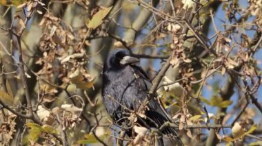Bir karga ya da Corvus corax gagasıyla çimenlerde yiyecek arar. - Evet. Yüksek kalite 4k görüntü