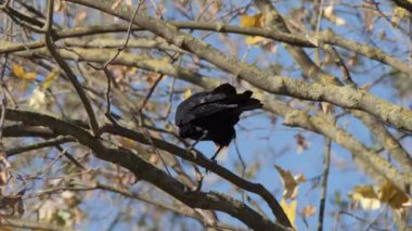 Bir karga ya da Corvus corax gagasıyla çimenlerde yiyecek arar. - Evet. Yüksek kalite 4k görüntü