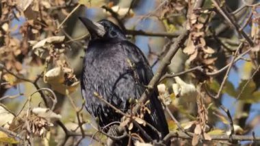 Bir karga ya da Corvus corax gagasıyla çimenlerde yiyecek arar. - Evet. Yüksek kalite 4k görüntü