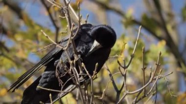 Bir karga ya da Corvus corax gagasıyla çimenlerde yiyecek arar. - Evet. Yüksek kalite 4k görüntü