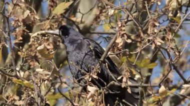 Bir karga ya da Corvus corax gagasıyla çimenlerde yiyecek arar. - Evet. Yüksek kalite 4k görüntü
