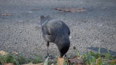 Güzel kuş Jackdaw bir dala yakın oturur ve kameraya bakar. Gri kuş yakın plan. Yüksek kalite 4k görüntü