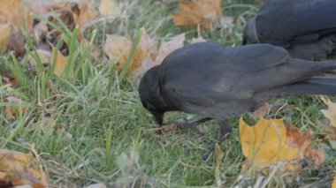 Güzel kuş Jackdaw bir dala yakın oturur ve kameraya bakar. Gri kuş yakın plan. Yüksek kalite 4k görüntü