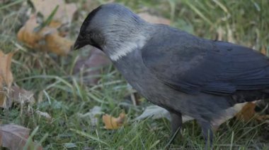 Güzel kuş Jackdaw bir dala yakın oturur ve kameraya bakar. Gri kuş yakın plan. Yüksek kalite 4k görüntü