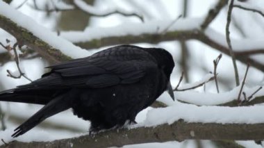 Bir karga ya da Corvus corax gagasıyla çimenlerde yiyecek arar. - Evet. Yüksek kalite 4k görüntü
