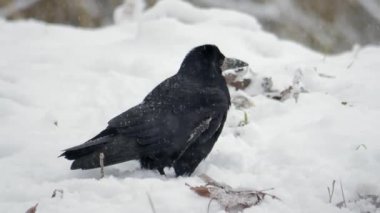 Bir karga ya da Corvus Corax gagasıyla çimenlerde yiyecek arar.. .