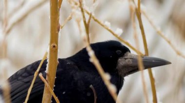 Yalnız bir kuş, kışın karla kaplı bir arazide yol alırken yiyecek arıyor.