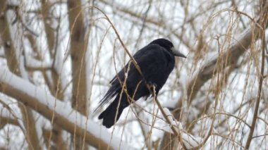 Bir karga ya da Corvus corax gagasıyla çimenlerde yiyecek arar. - Evet. Yüksek kalite 4k görüntü