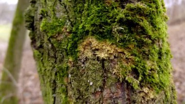 Bu resim ağaç kabuğunda yetişen yemyeşil yosunların yakın görüntüsünü sağlar, zengin dokuları betimler.