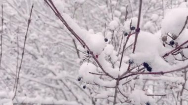 Yumuşak, narin, beyaz kış arkaplanına karşı çerçevelenmiş güzel ve sakin bir kar dalları manzarası.