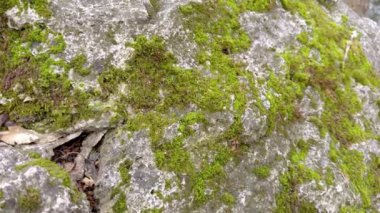 Engebeli kayalarda yetişen gür yosunların detaylı bir görüntüsü doğanın güzelliğini ve varyasyonlarını gözler önüne seriyor.