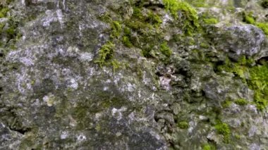 Engebeli kayalarda yetişen gür yosunların detaylı bir görüntüsü doğanın güzelliğini ve varyasyonlarını gözler önüne seriyor.