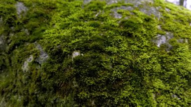 Yumuşak yeşil bokeh ışıkları olan ormandaki yosun kaplı bir kayaya yakın plan bulanık bir zemin oluşturarak sakin ve doğal bir atmosfer yaratıyor. Bir örümcek bir taşın üzerinde sürünüyor. Yüksek kalite 4k görüntü