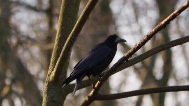 Bir karga ya da Corvus corax gagasıyla çimenlerde yiyecek arar. - Evet. Yüksek kalite 4k görüntü