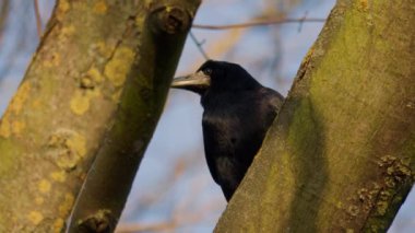 Bir karga ya da Corvus corax gagasıyla çimenlerde yiyecek arar. - Evet. Yüksek kalite 4k görüntü