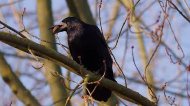 Bir karga ya da Corvus corax gagasıyla çimenlerde yiyecek arar. - Evet. Yüksek kalite 4k görüntü