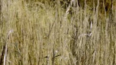 Gün batımında çim silueti. Güneş ışığının kulakları yabani çimen silueti akşam doğası konsepti. Parktaki tarlada. Rüzgar çimenlerin siluetini sallıyor. Yüksek kalite 4k görüntü