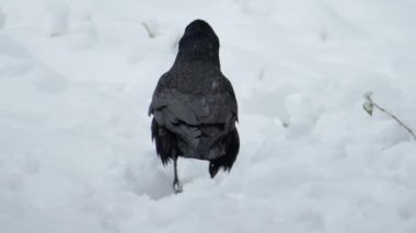 Yalnız bir kuş, kışın karla kaplı bir arazide yol alırken yiyecek arıyor.