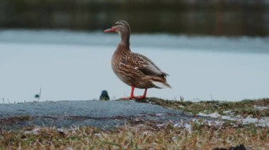 Ördek, gölet, kış, kar, soğuk, donmuş, vahşi yaşam, doğa, su kuşu, kuş, kar taneleri, soğuk, buzlu, açık hava, donmuş gölet, doğa rezervi, kış manzarası, kuş izleme, sürü, göç, vahşi yaşam
