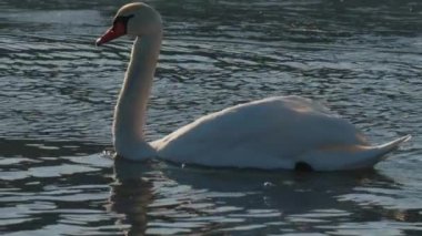Beyaz kuğu kışın tüylerini temizler Penza. Rusya hayvanat bahçesi. Yüksek kalite 4k görüntü
